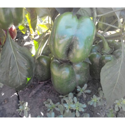 Семена перца сладкого Трик F1 (поздний) кубический (500 нас.) Lark Seeds